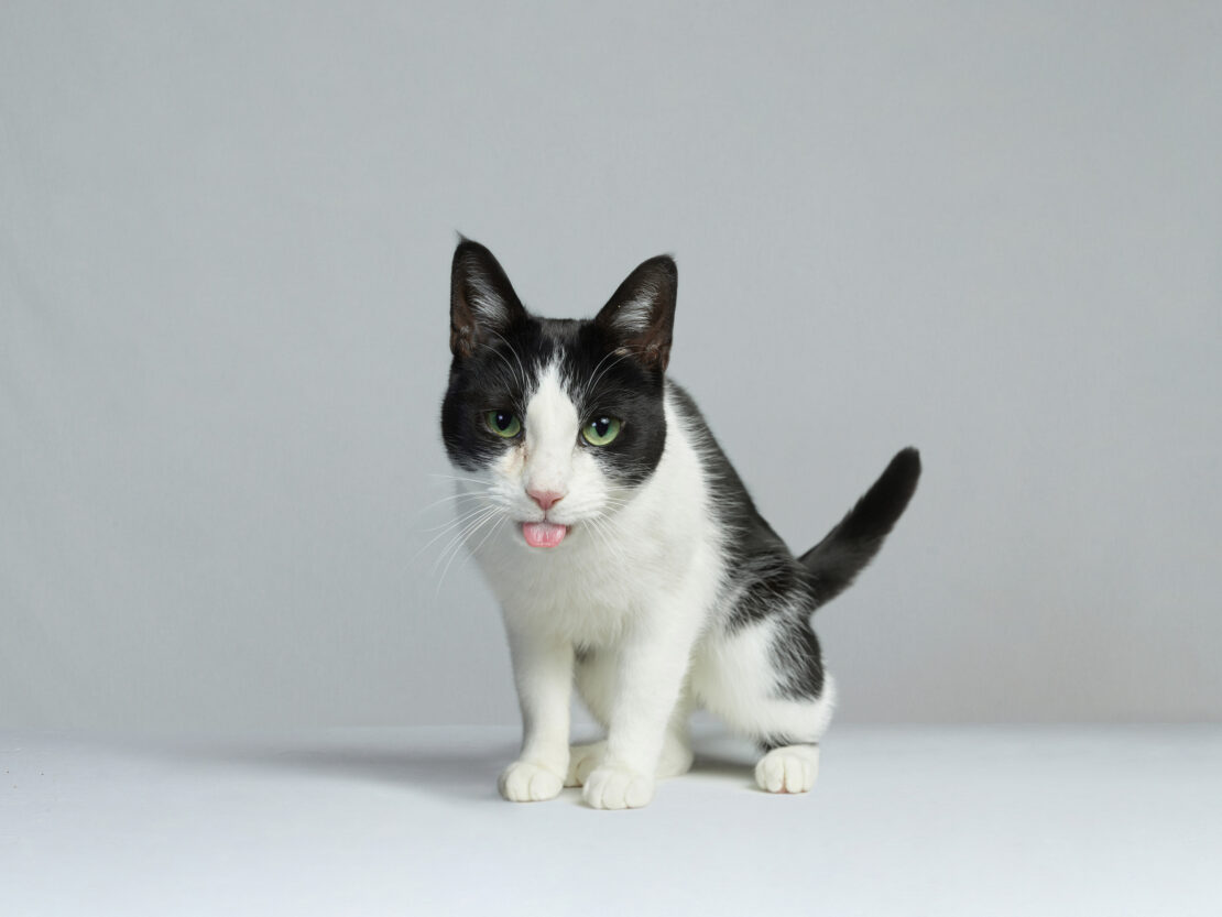Adorable black and white cat sitting indoors with tongue sticking out against a simple gray background, cat is a primary subject.