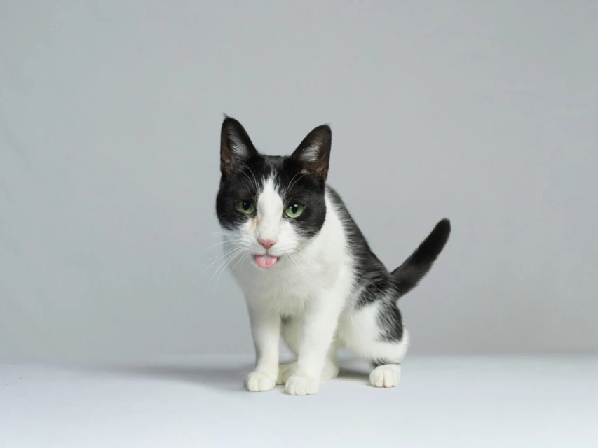 Adorable black and white cat sitting indoors with tongue sticking out against a simple gray background, cat is a primary subject.