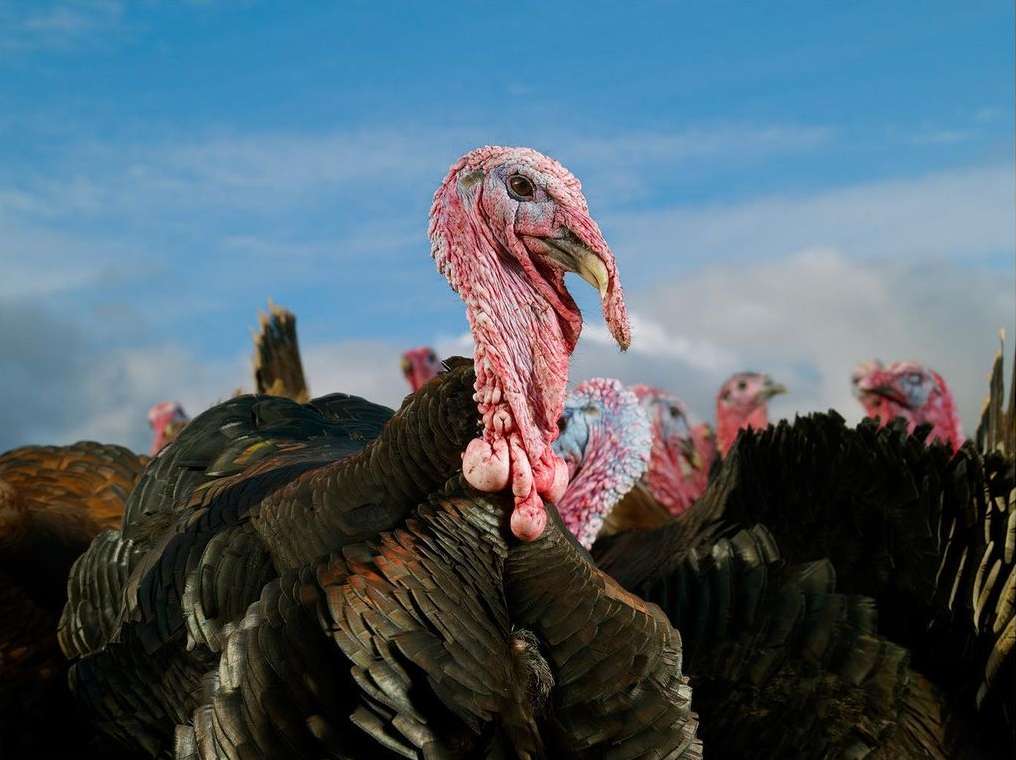 Close-up of a group of turkeys with reddish heads and dark feathers against a blue and cloudy sky in an outdoor setting.