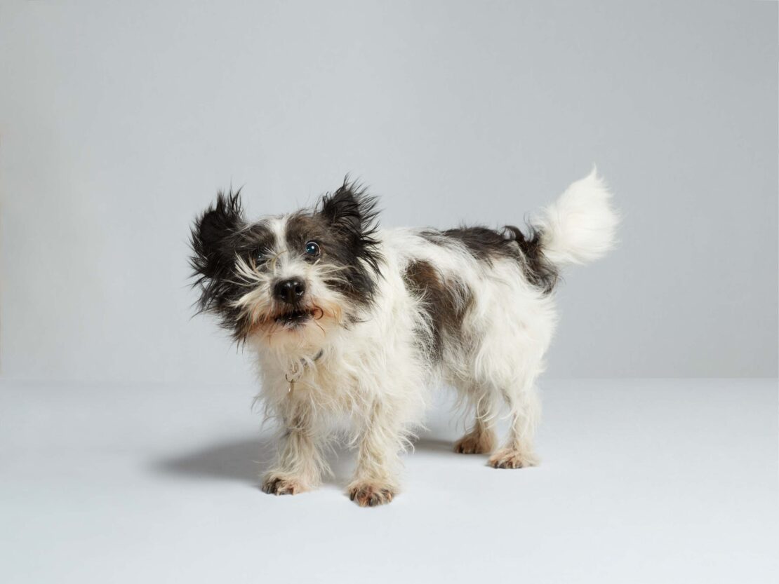 Cute black and white terrier mix dog standing in a photo studio. The dog has long hair and a fluffy tail and is looking at the camera.