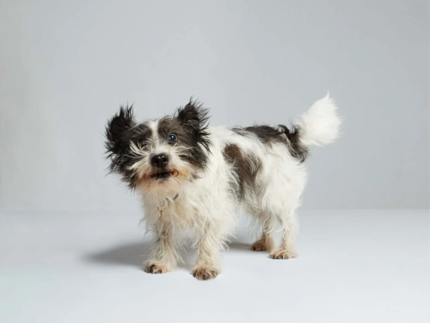 Cute black and white terrier mix dog standing in a photo studio. The dog has long hair and a fluffy tail and is looking at the camera.