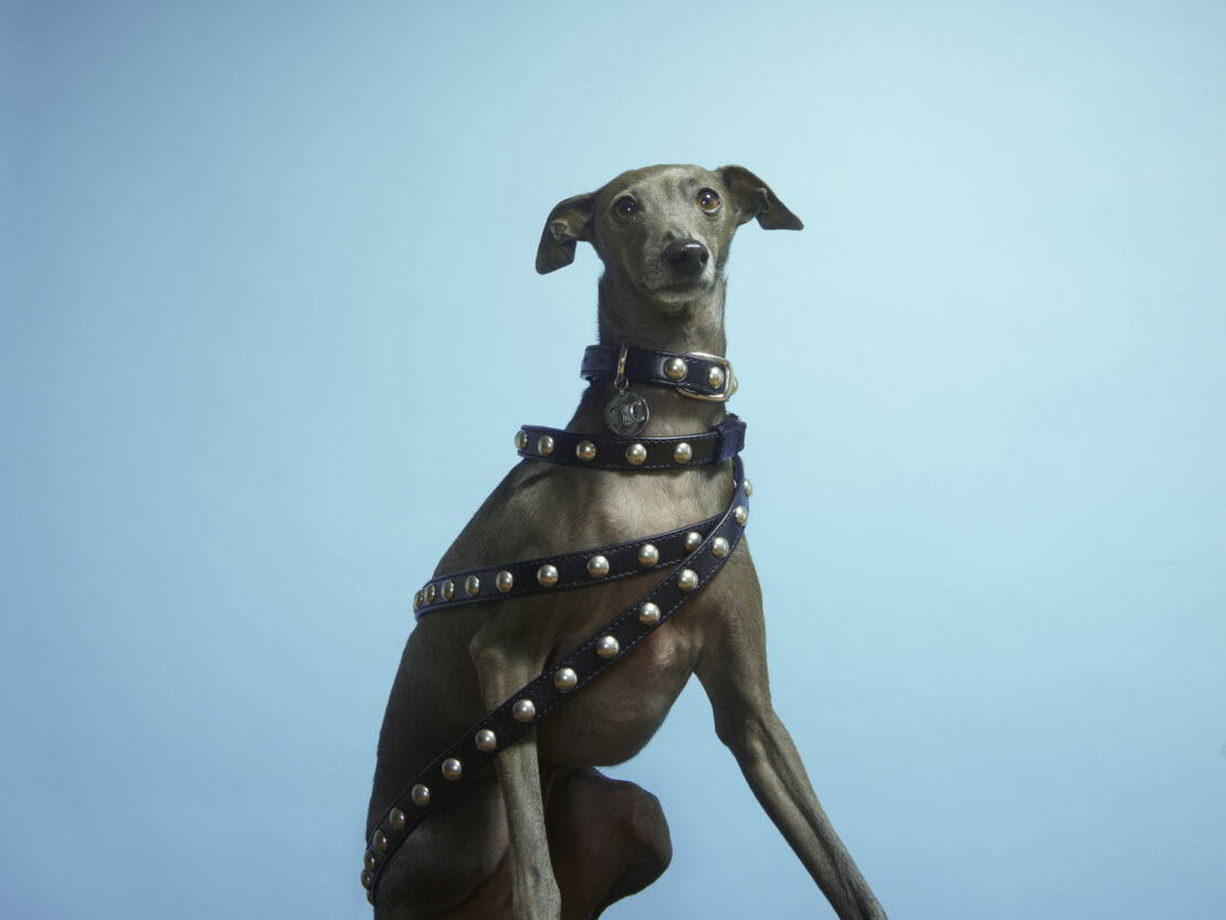 Grey Italian Greyhound dog sits wrapped in studded leather belts against a light blue background in a studio portrait. Canine fashion.