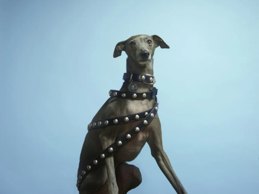 Grey Italian Greyhound dog sits wrapped in studded leather belts against a light blue background in a studio portrait. Canine fashion.