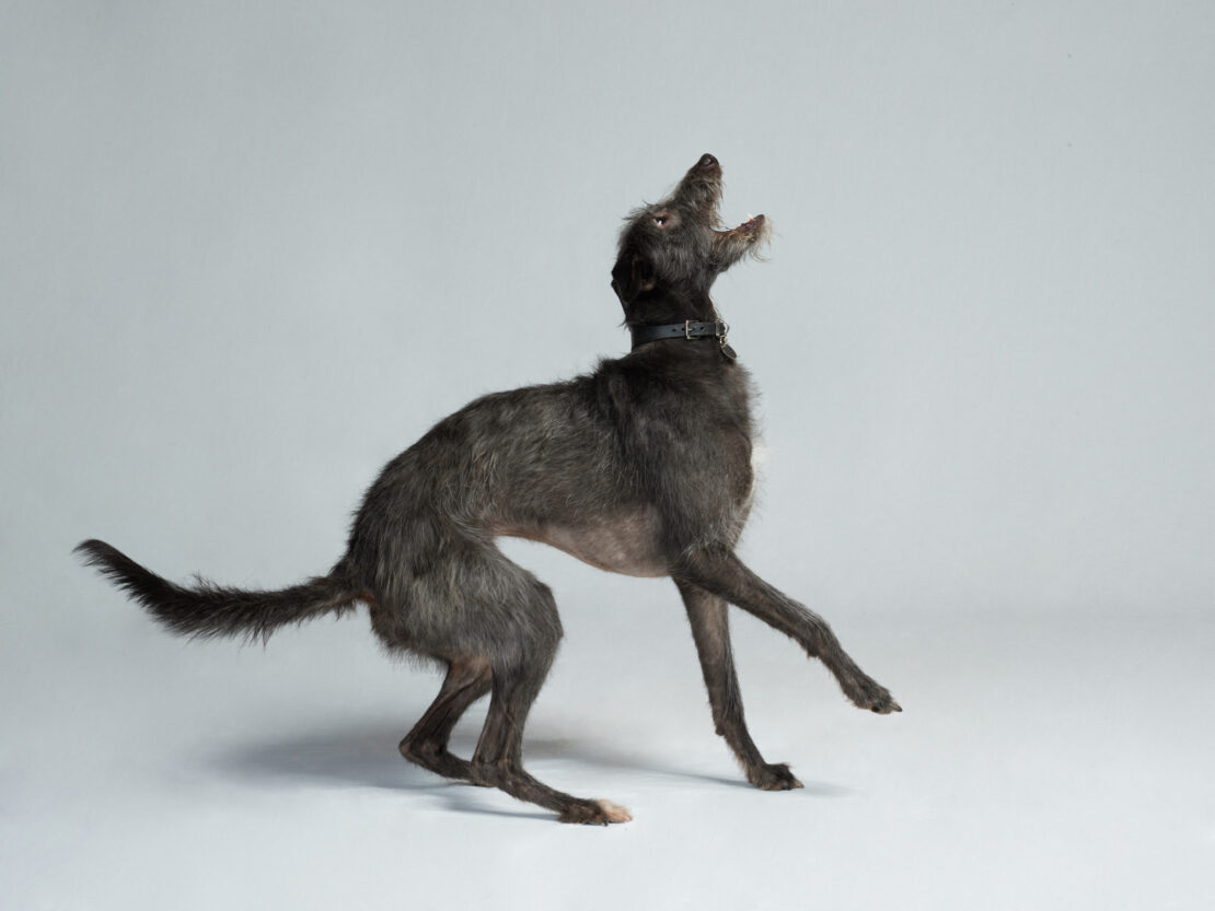 Irish Wolfhound in studio. A large grey dog, with wiry fur, wearing a black collar, stands on its hind legs with its mouth open.