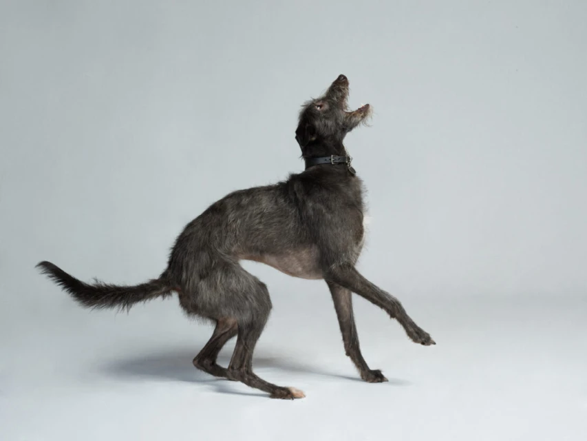 Irish Wolfhound in studio. A large grey dog, with wiry fur, wearing a black collar, stands on its hind legs with its mouth open.