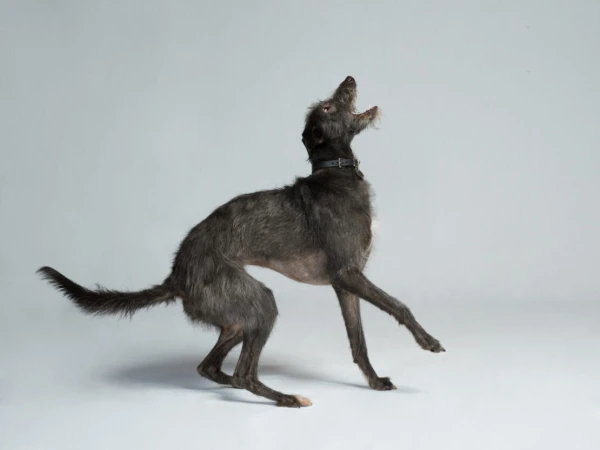 Irish Wolfhound in studio. A large grey dog, with wiry fur, wearing a black collar, stands on its hind legs with its mouth open.