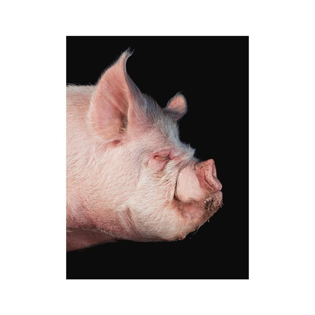 Profile portrait of a pink pig's head against a black background, capturing its distinctive snout, ears, and coarse hair.