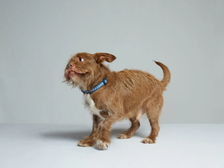 Adorable brown terrier mix dog with a blue collar in a photo studio. Dog is walking, looking to the side against a neutral grey backdrop.