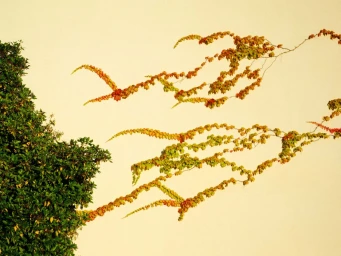 Climbing ivy vines with autumn-colored leaves sprawling across a pale textured wall