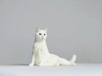 White cat with blue eyes seated on a light grey seamless studio background