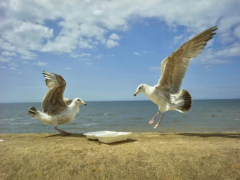 Two seagulls landing near white takeout food containers on a concrete ledge with the ocean and a blue sky in the background.