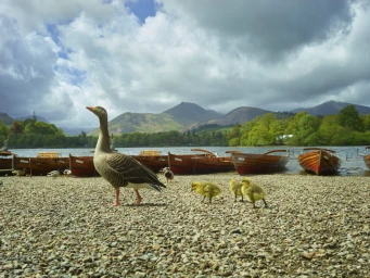 An adult goose and three yellow goslings walking on a pebbled lake shore with wooden rowboats and mountains under a cloudy sky.