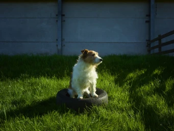 A wire-haired Jack Russell terrier sitting inside an old car tyre on a lush green lawn against a grey concrete wall.
