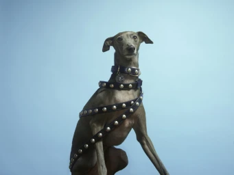 Grey Italian greyhound dog wearing multiple studded leather collars against a solid blue background