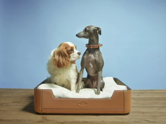 Two dogs sitting together in a leather pet bed against a solid blue backdrop on a wooden surface