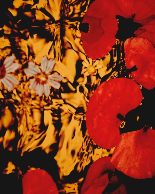 Floral abstract art: Red poppy and white daisy flowers mingle in gold-toned rippled water, creating a visually dynamic composition.