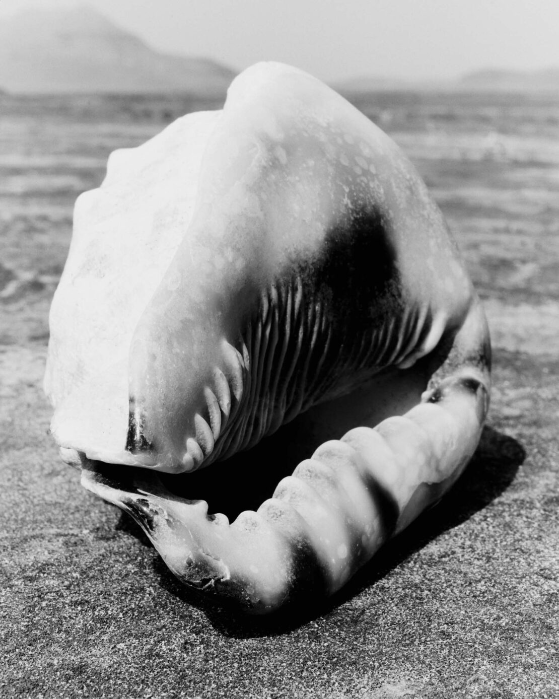 Monochrome photograph of a large seashell on a flat surface with a mountain range in the background, under bright lighting.