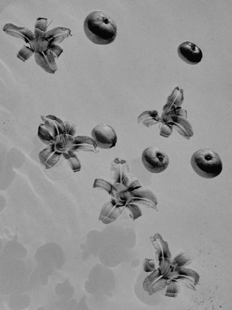 Black and white still life composition of lilies and small round fruits floating on rippling water surface