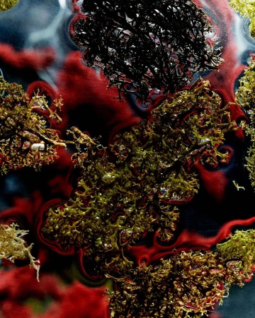 Overhead macro shot of colorful lichen textures, with vibrant red and black hues creating an abstract organic nature background.