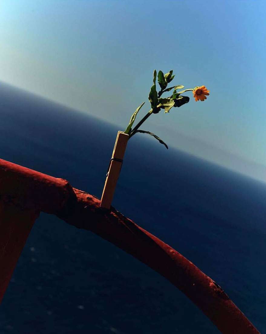 Close-up of an orange flower in a clothespin on a red arch, set against a blurred background of blue sky and dark blue sea.