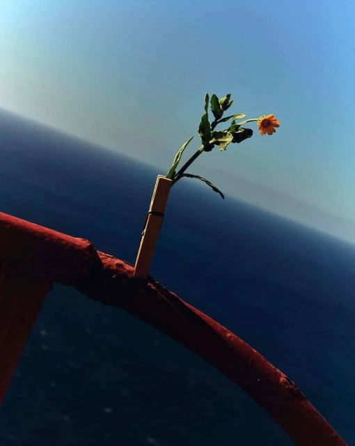 Close-up of an orange flower in a clothespin on a red arch, set against a blurred background of blue sky and dark blue sea.
