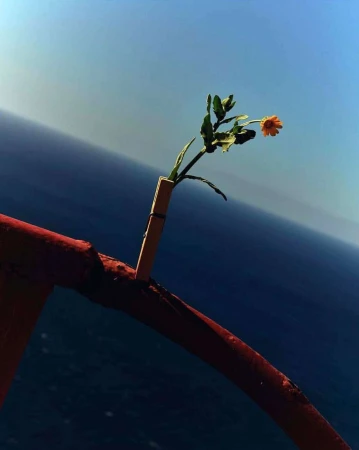 Close-up of an orange flower in a clothespin on a red arch, set against a blurred background of blue sky and dark blue sea.