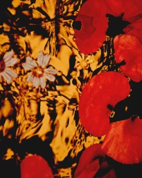 Close-up overhead shot of vivid red poppy petals and delicate white flowers floating on shimmering golden water.