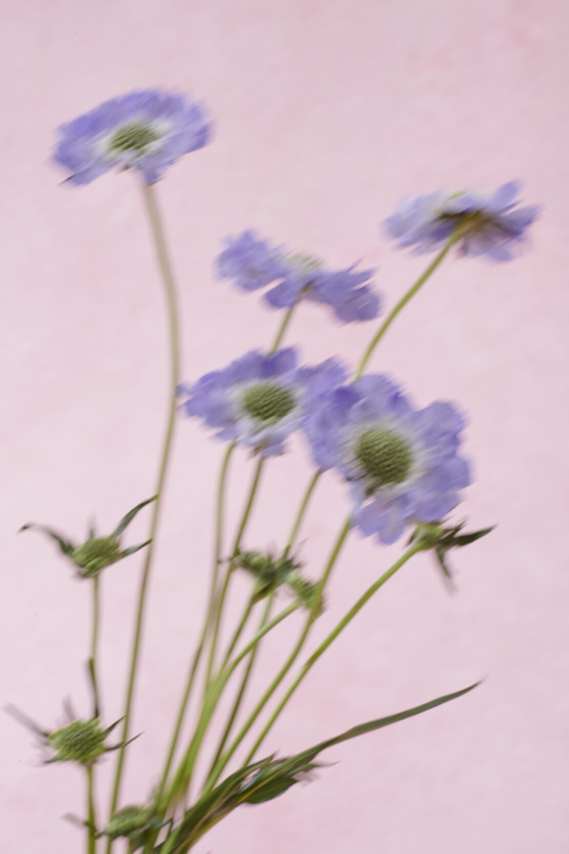 Closeup of delicate purple Scabiosa flowers with green centers on slender stems against a soft, pale pink background.