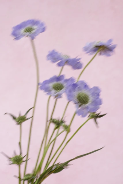 Closeup of delicate purple Scabiosa flowers with green centers on slender stems against a soft, pale pink background.