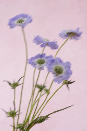 Closeup of delicate purple Scabiosa flowers with green centers on slender stems against a soft, pale pink background.