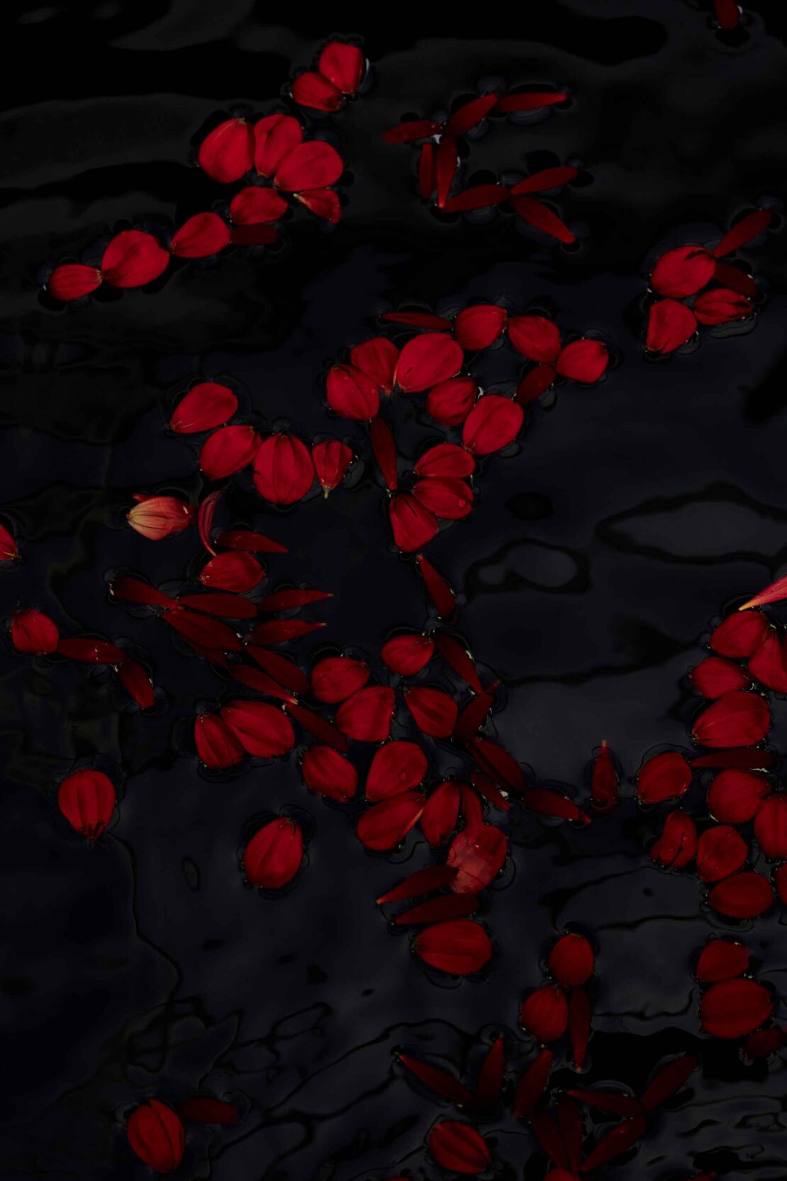 Overhead shot of red flower petals floating on dark water surface, with reflections creating a textured and abstract floral water scene.