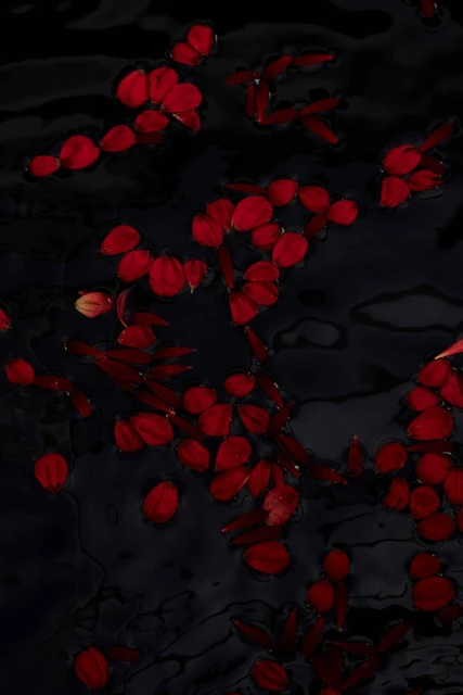 Overhead shot of red flower petals floating on dark water surface, with reflections creating a textured and abstract floral water scene.