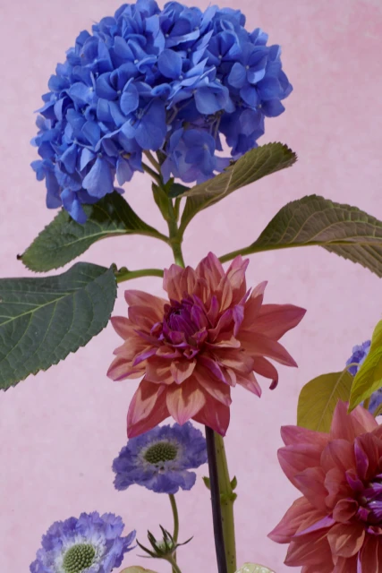 Floral still life featuring a large blue hydrangea, peach dahlias, and smaller purple blooms set against a soft pink backdrop.