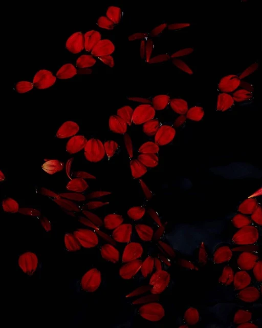 Floating vibrant red flower petals on a dark background create an elegant, minimalist botanical abstract with a natural, organic feel.