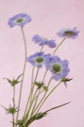 Motion-blurred purple pincushion flowers with green centers against a pink textured background.