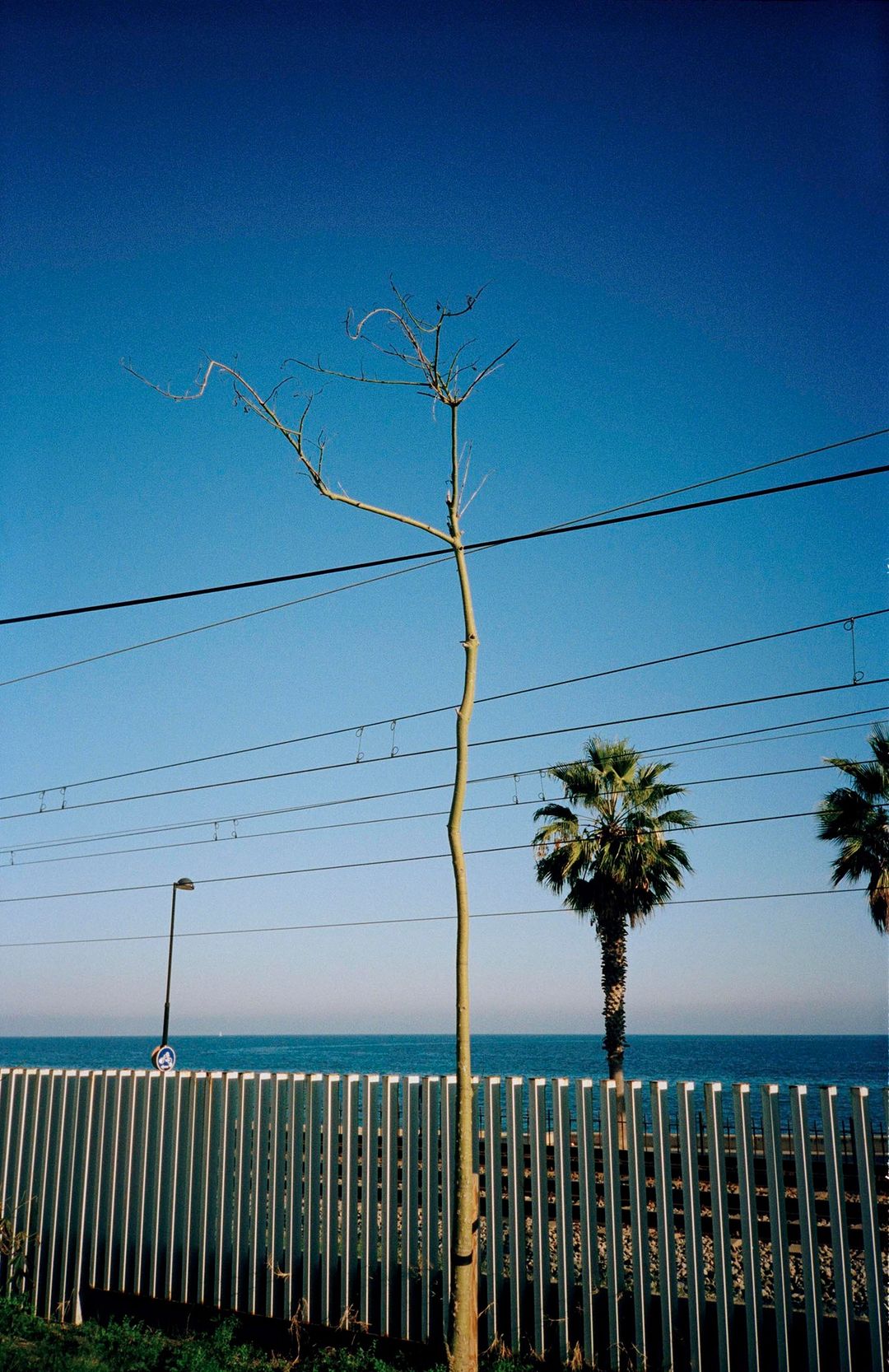 Tall, leafless tree on a coastline, with a metal barrier and palm trees in view. Clear blue sky and sea.