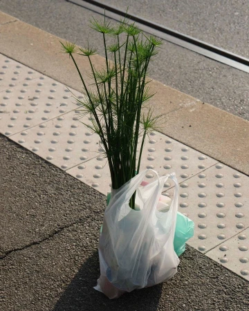 Bouquet of papyrus plants in plastic bag on grey concrete sidewalk next to a grey tactile paving platform. Sunny, outdoor setting.