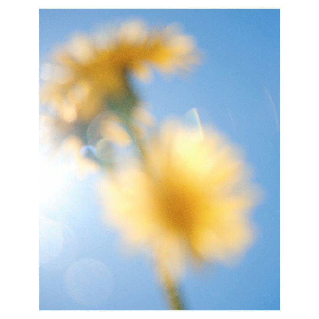 Close-up, out-of-focus shot of two yellow flowers with a green stem against a blue sky, illuminated by bright sunlight creating lens flares.