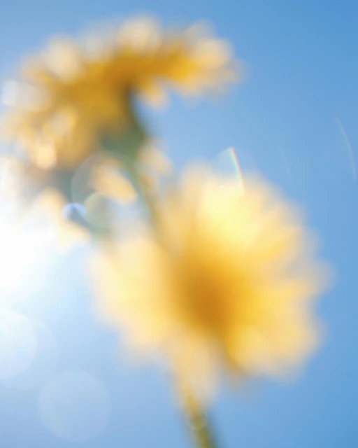 Close-up shot of blurred yellow flowers in soft focus against a blue sky with a lens flare creating a dreamy, ethereal feel.