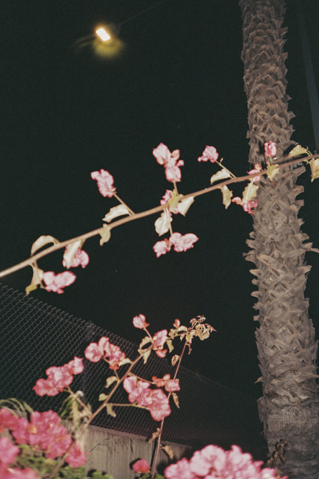 Nighttime shot of pink flowers and a palm tree against a dark background with a single, bright light source at the top.
