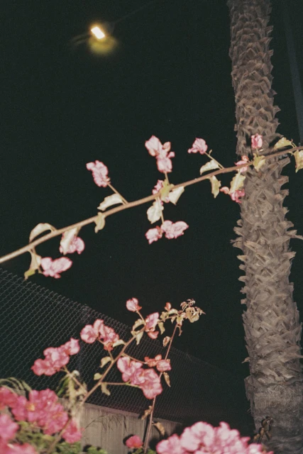 Nighttime shot of pink flowers and a palm tree against a dark background with a single, bright light source at the top.