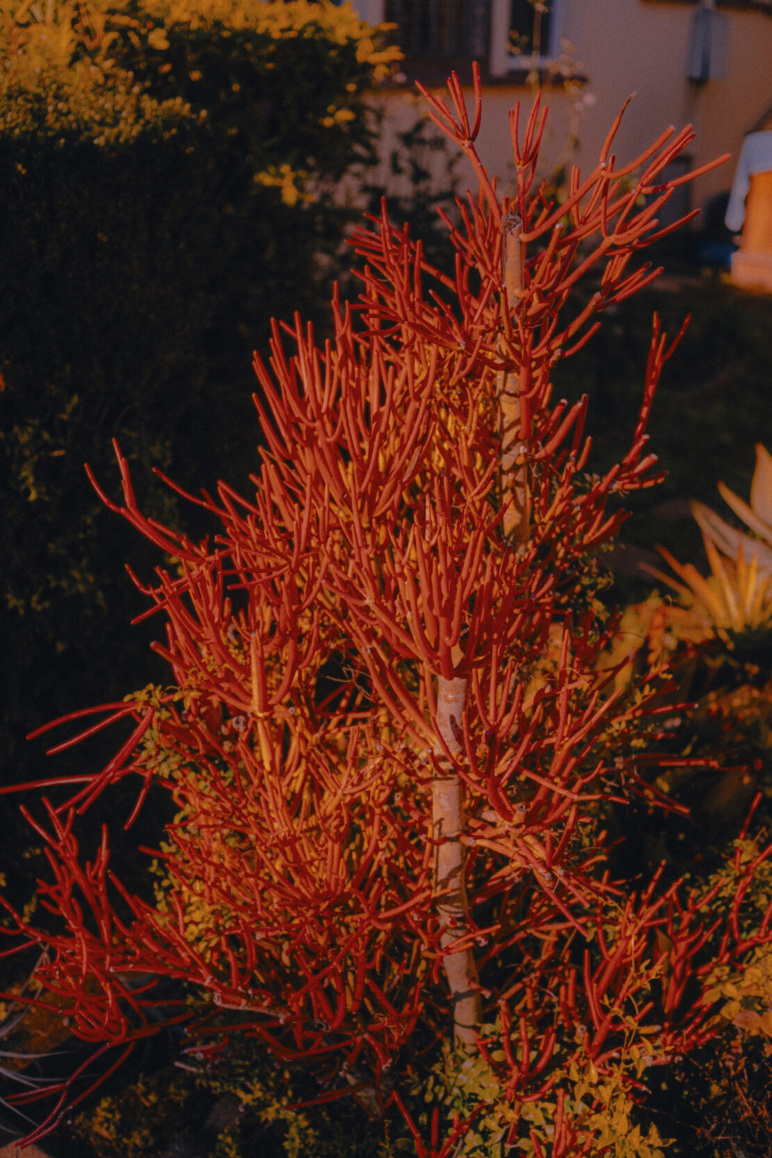 A firestick plant growing in a backyard garden, illuminated by the warm tones of golden hour light and set against a dark background.