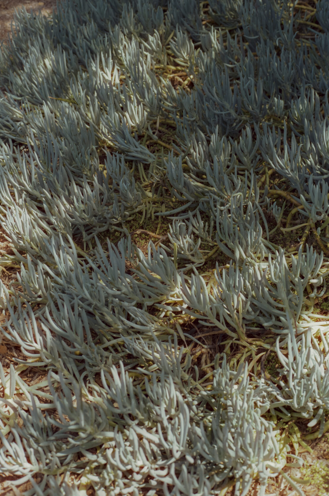 Close-up showcases a field of pale, silver-green succulent plants, creating a textured ground cover under soft, natural lighting outdoors.