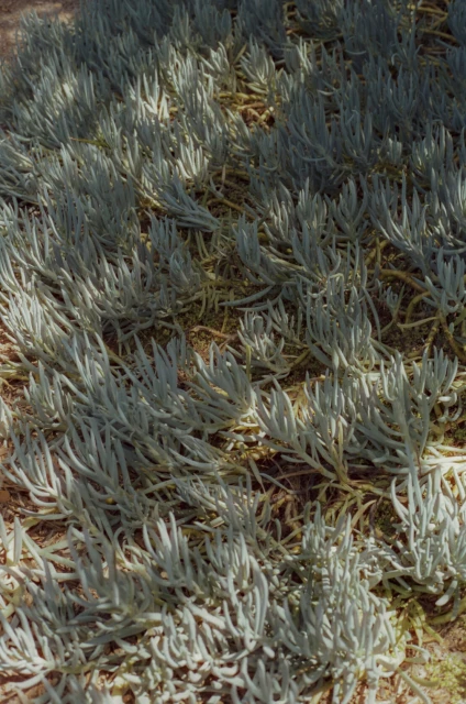 Close-up showcases a field of pale, silver-green succulent plants, creating a textured ground cover under soft, natural lighting outdoors.