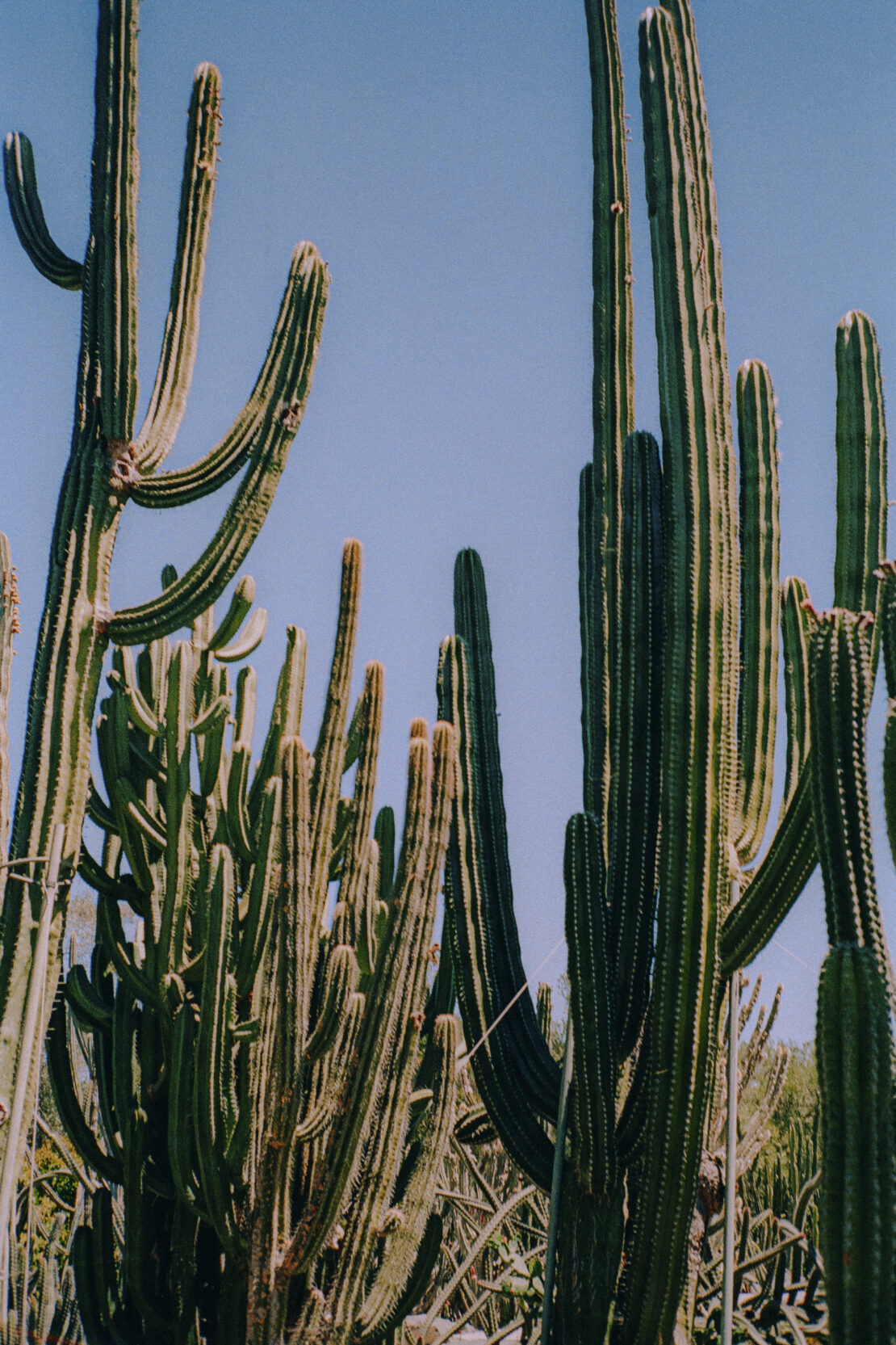 A cluster of tall cacti plants reaches toward the sky, showcasing their ribbed green columns and unique desert flora under a bright blue sky.