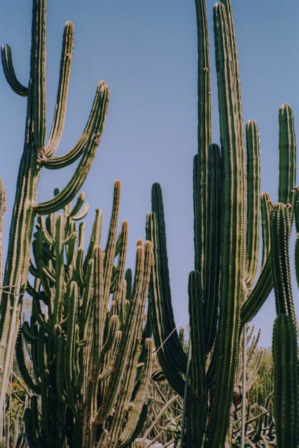 A cluster of tall cacti plants reaches toward the sky, showcasing their ribbed green columns and unique desert flora under a bright blue sky.