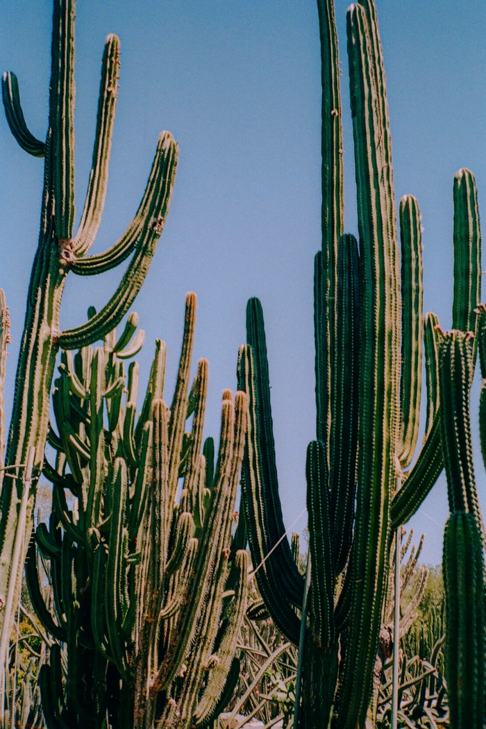 Tall green cactus plants reaching upward against a clear blue sky background captured by photographer Emily Maye.