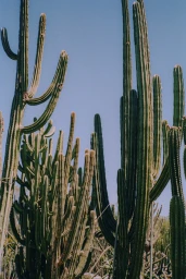 Tall green cactus plants reaching upward against a clear blue sky background captured by photographer Emily Maye.