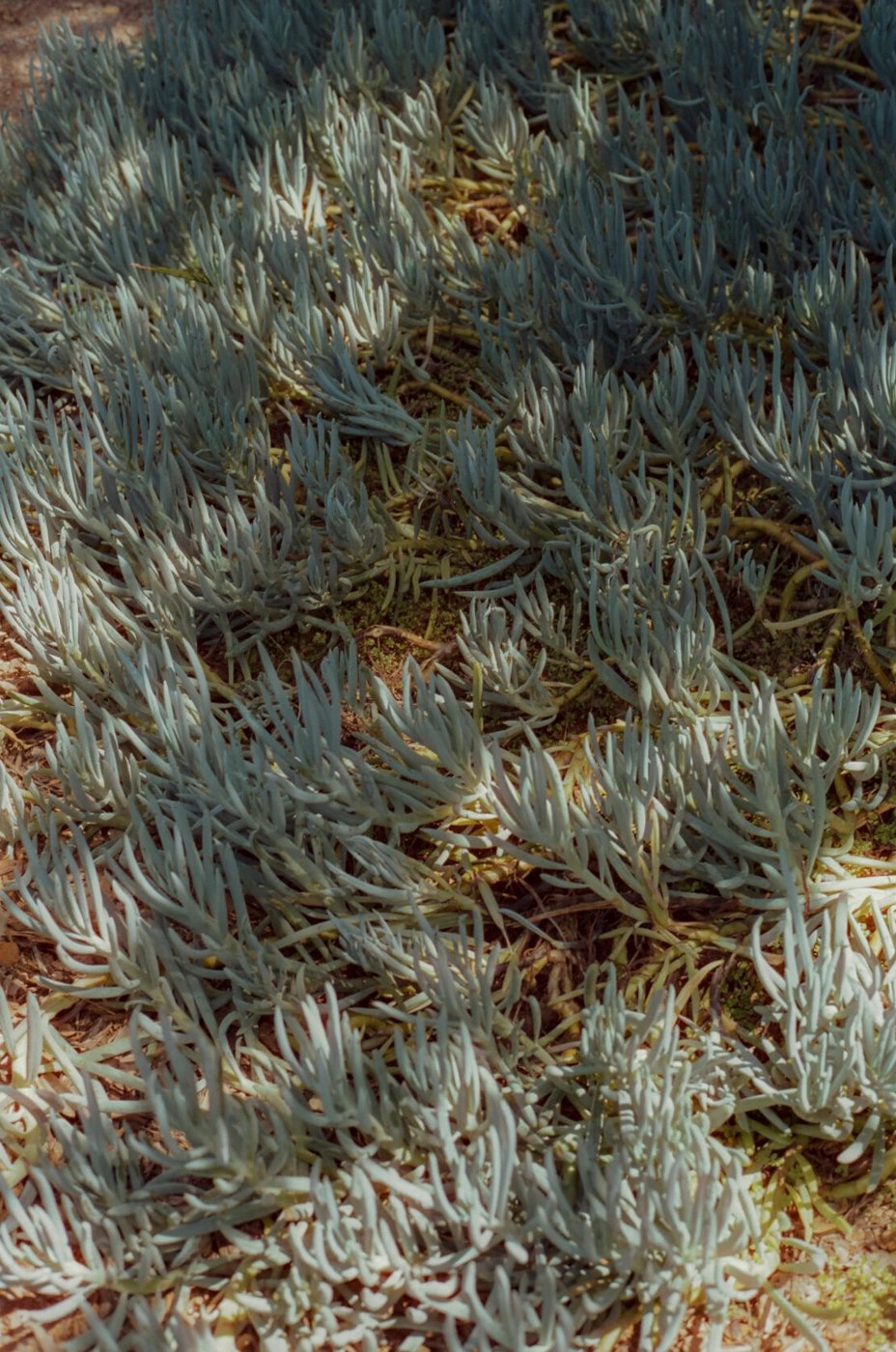 Close up overhead view of pale blue green succulent plants growing densely across dry soil