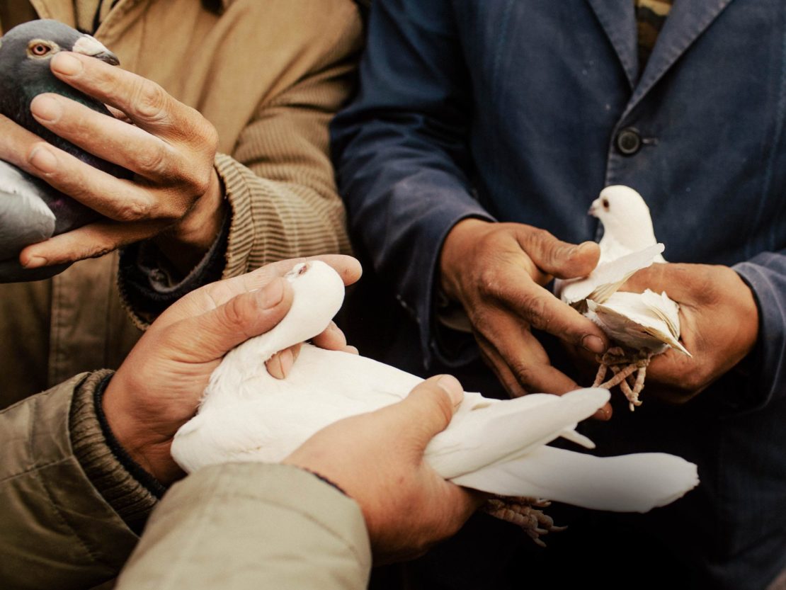 Close-up of two adult men holding pigeons in their hands. The pigeons are white and grey, in a neutral, soft outdoor lighting.